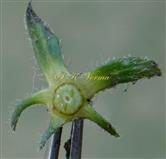  Calyx lobes